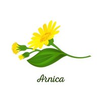 De krachtige werking van Arnica olie De krachtige werking van Arnica olie