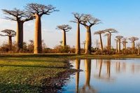 De exotische werking van Baobabolie De exotische werking van Baobabolie